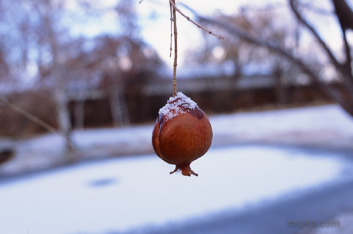 Pomegranate