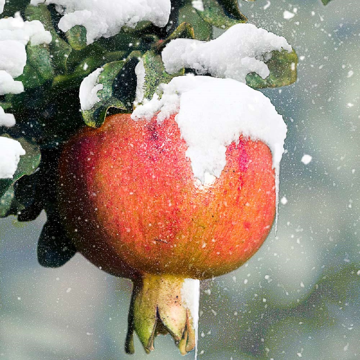 Pomegranate In Cold Weather