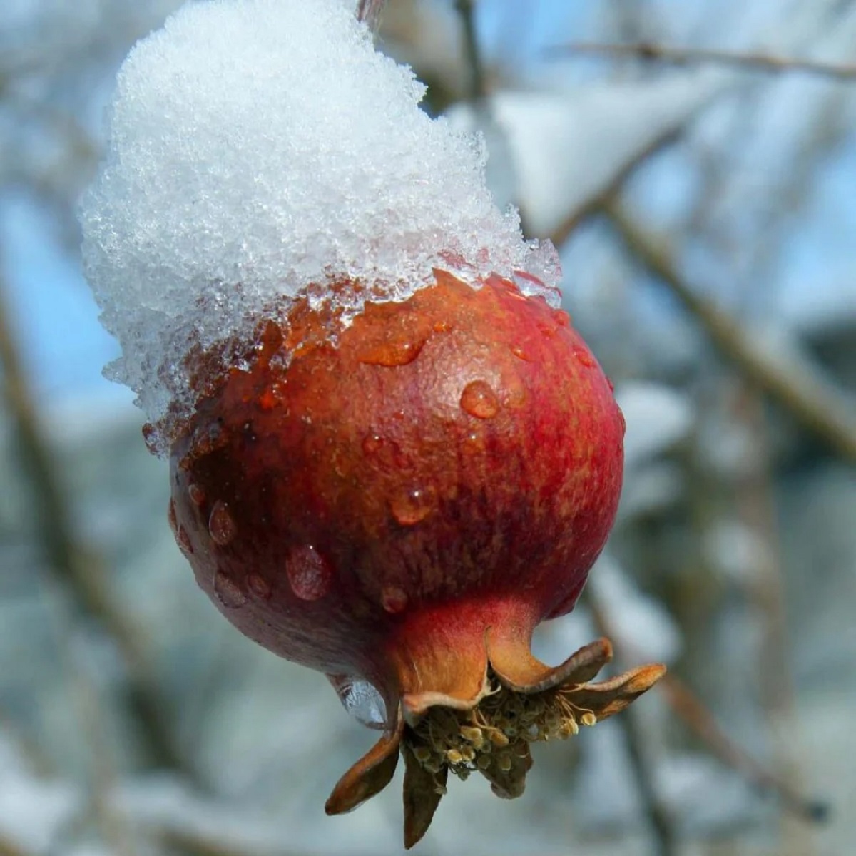 Pomegranate In Cold Weather