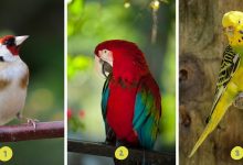 Personality Test Of Birds