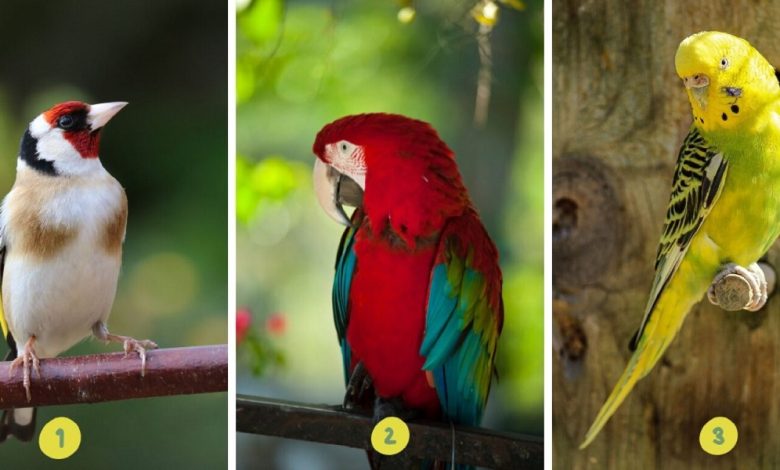 Personality Test Of Birds