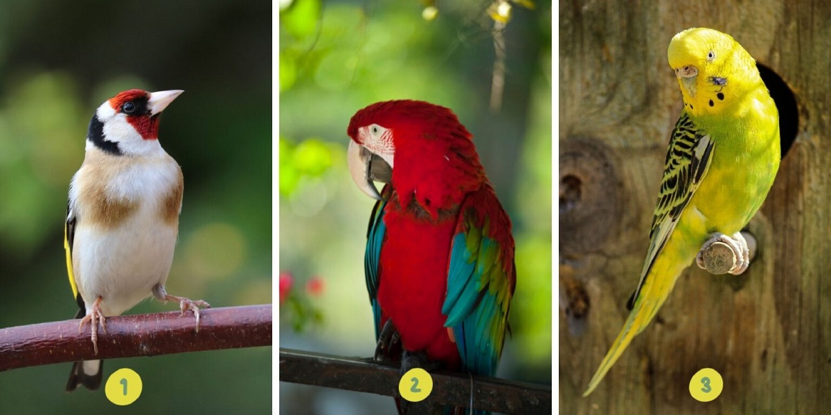 Personality Test Of Birds