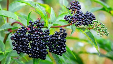 Black Elderberry