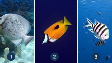 Choosing Your Favorite Fish