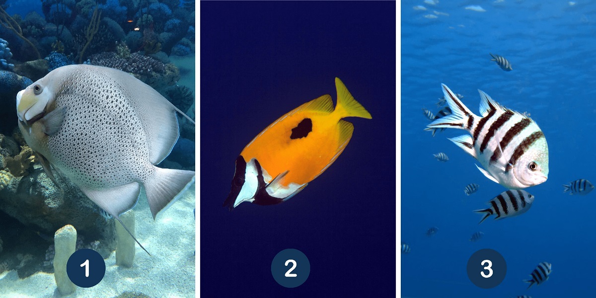 Choosing Your Favorite Fish