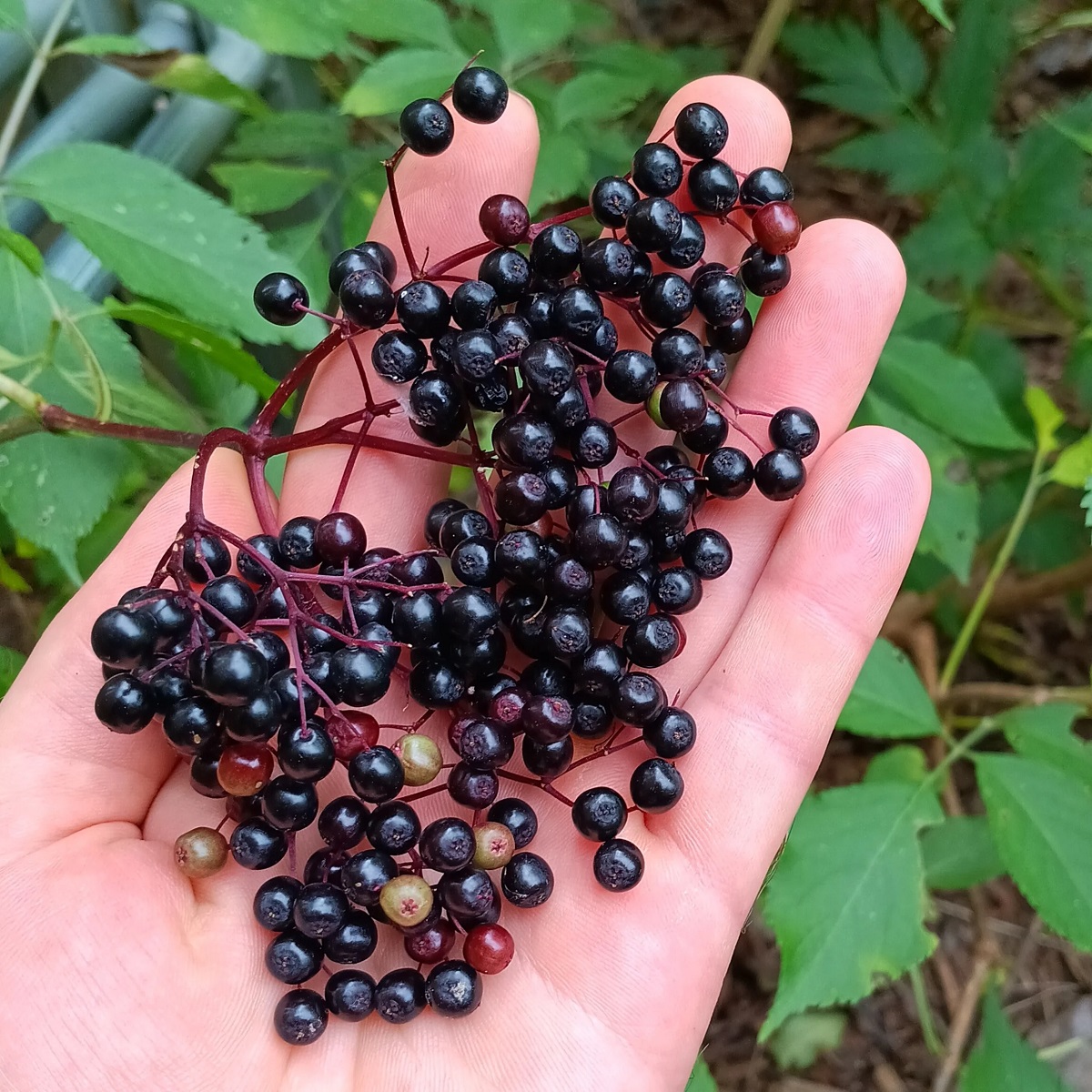Black Elderberry