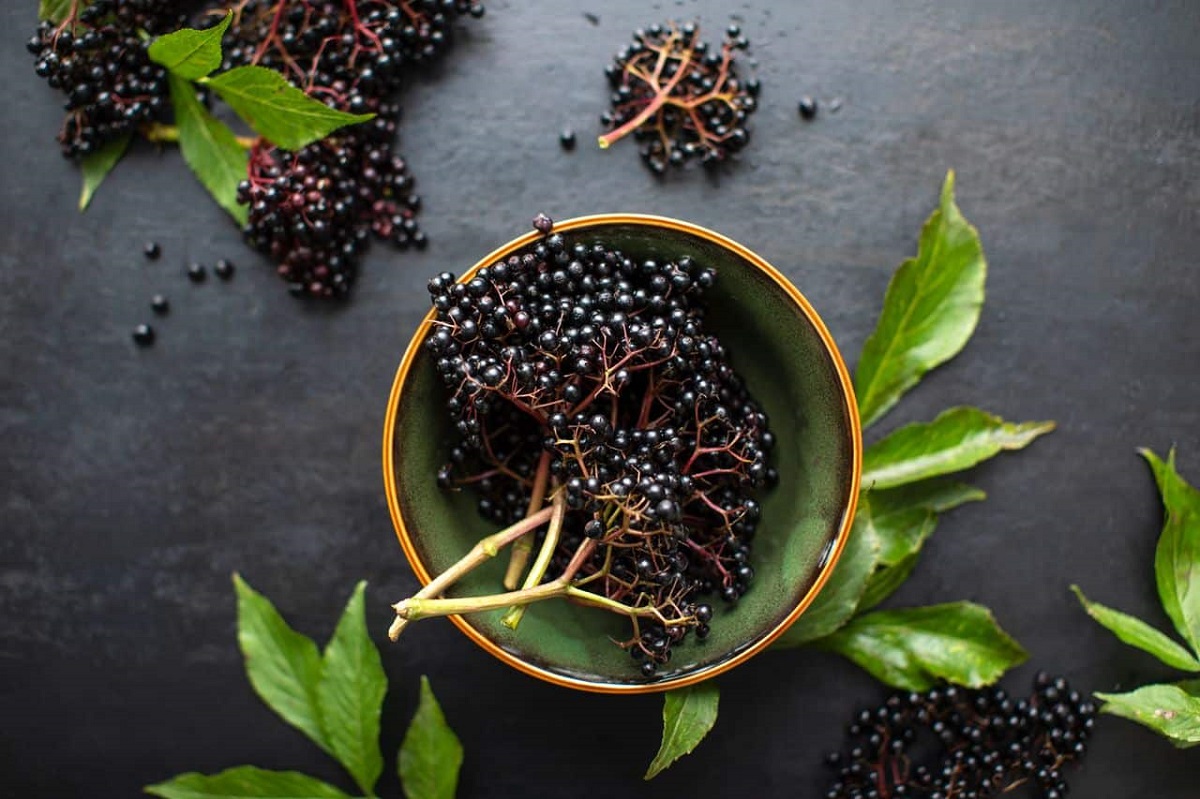 Black Elderberry
