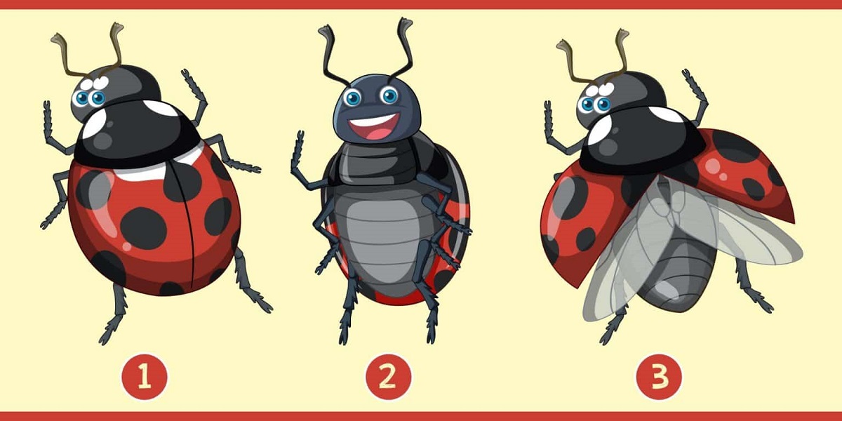 3 Ladybug Personality Test