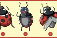 3 Ladybug Personality Test