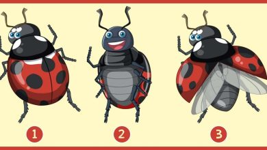 3 Ladybug Personality Test