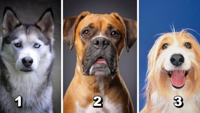 Personality Test Of Dogs