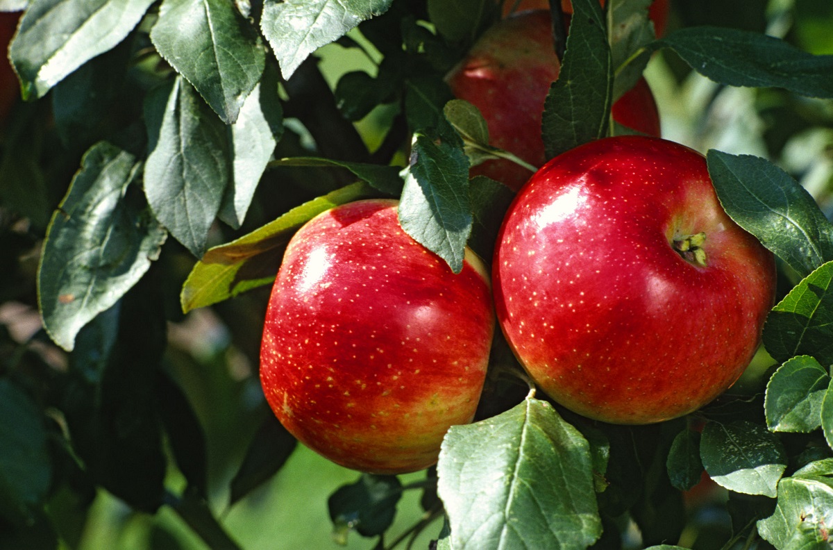 apples