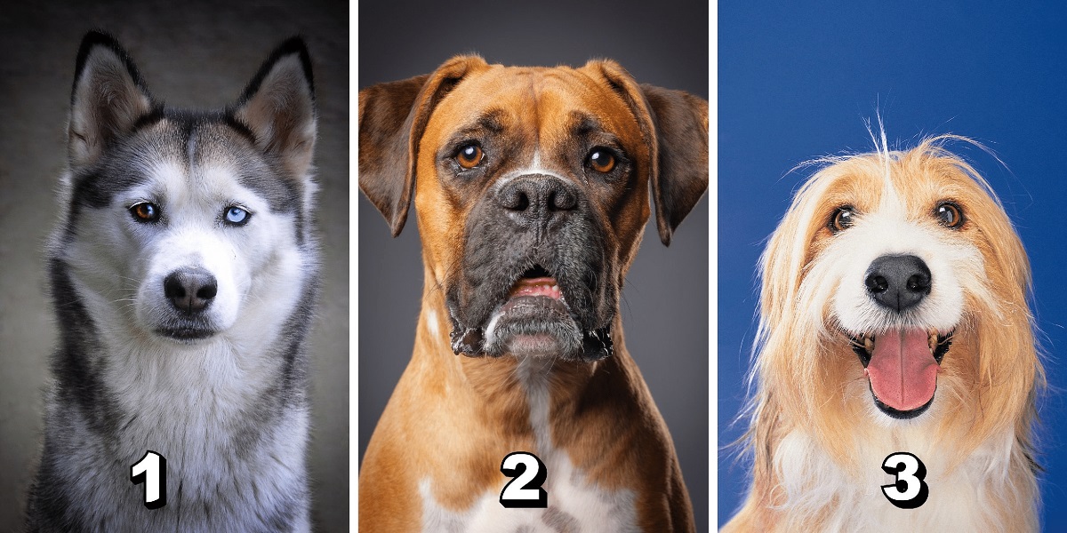 Personality Test Of Dogs