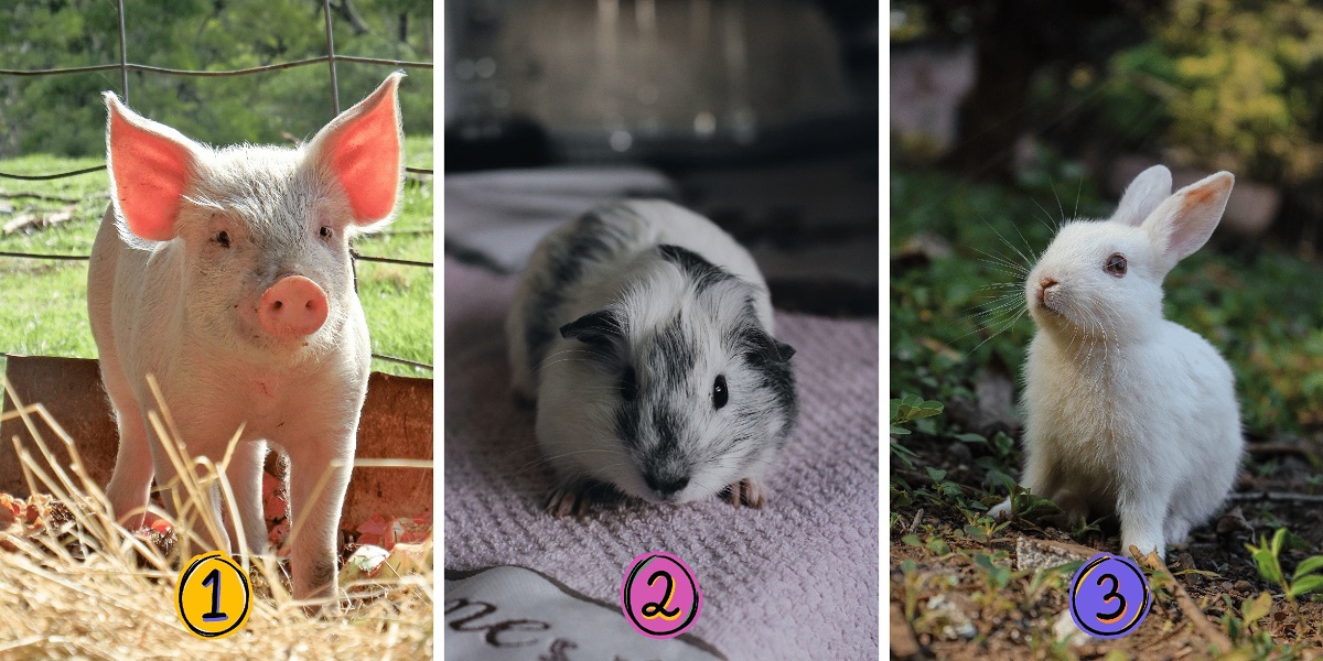 3 Animal Personality Test