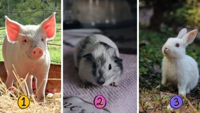 3 Animal Personality Test