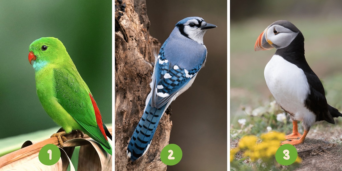Choose From These 3 Birds