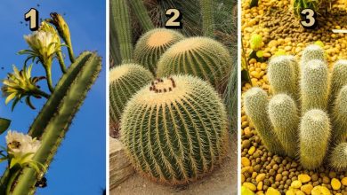 Choose From These 3 Cactus