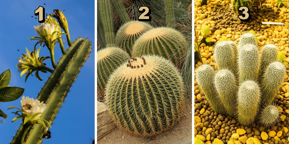 Choose From These 3 Cactus