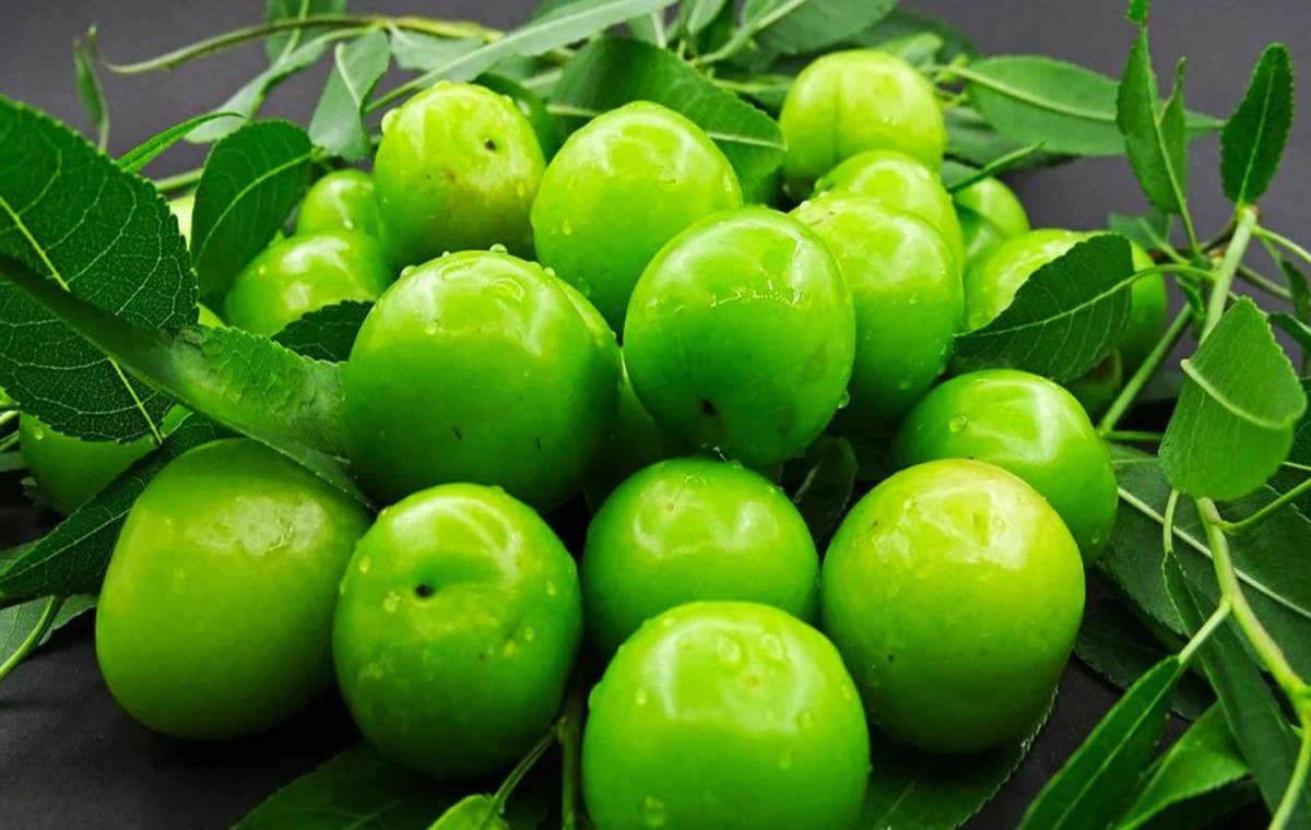 Greengage Plum Benefits
