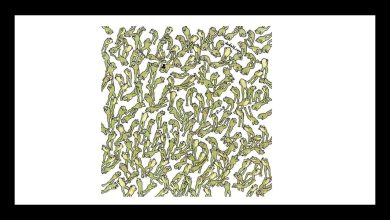 Find the Different Frog Challenge