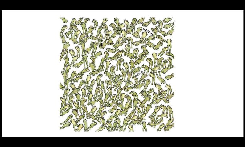 Find the Different Frog Challenge
