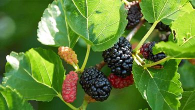 Mulberry Benefits