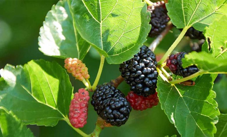 Mulberry Benefits