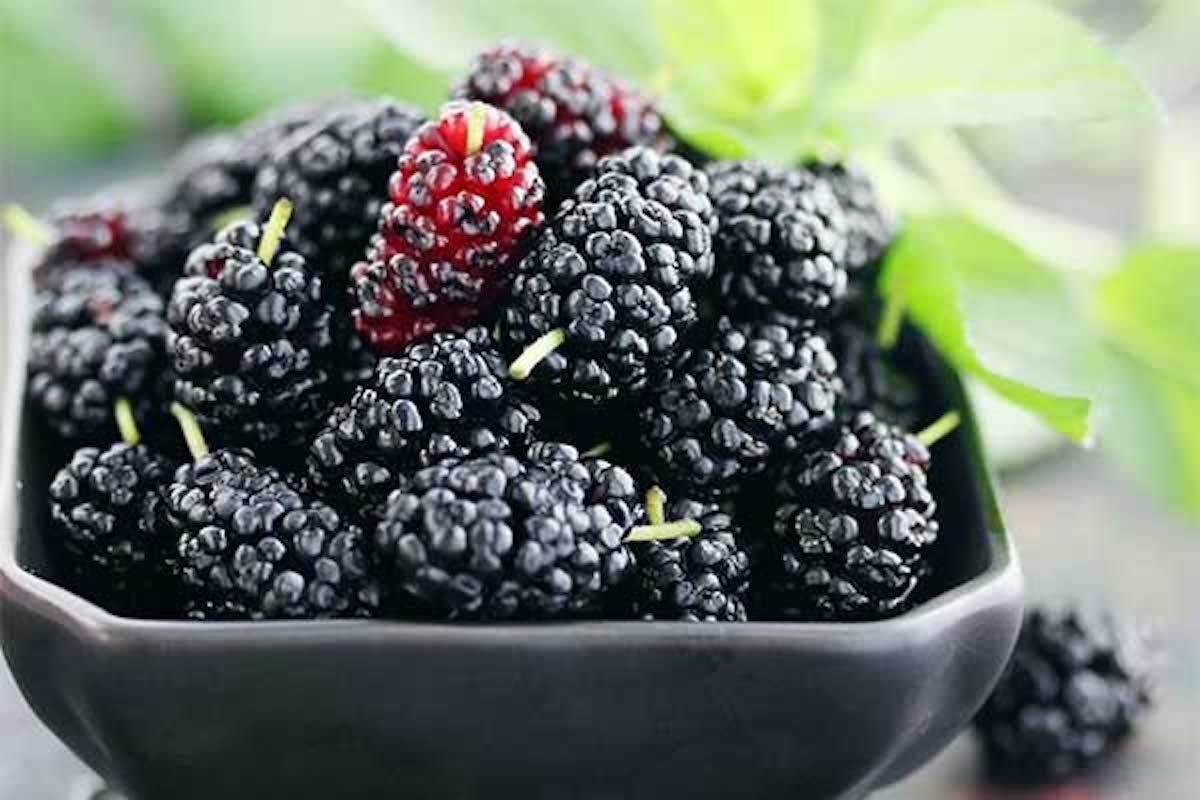 Mulberry Benefits