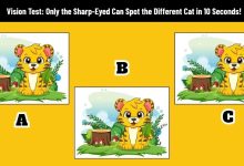 Visual Test with the Unique Baby Tiger