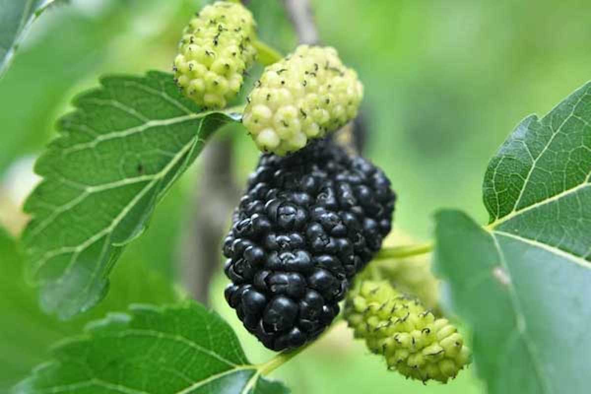 Mulberry Benefits