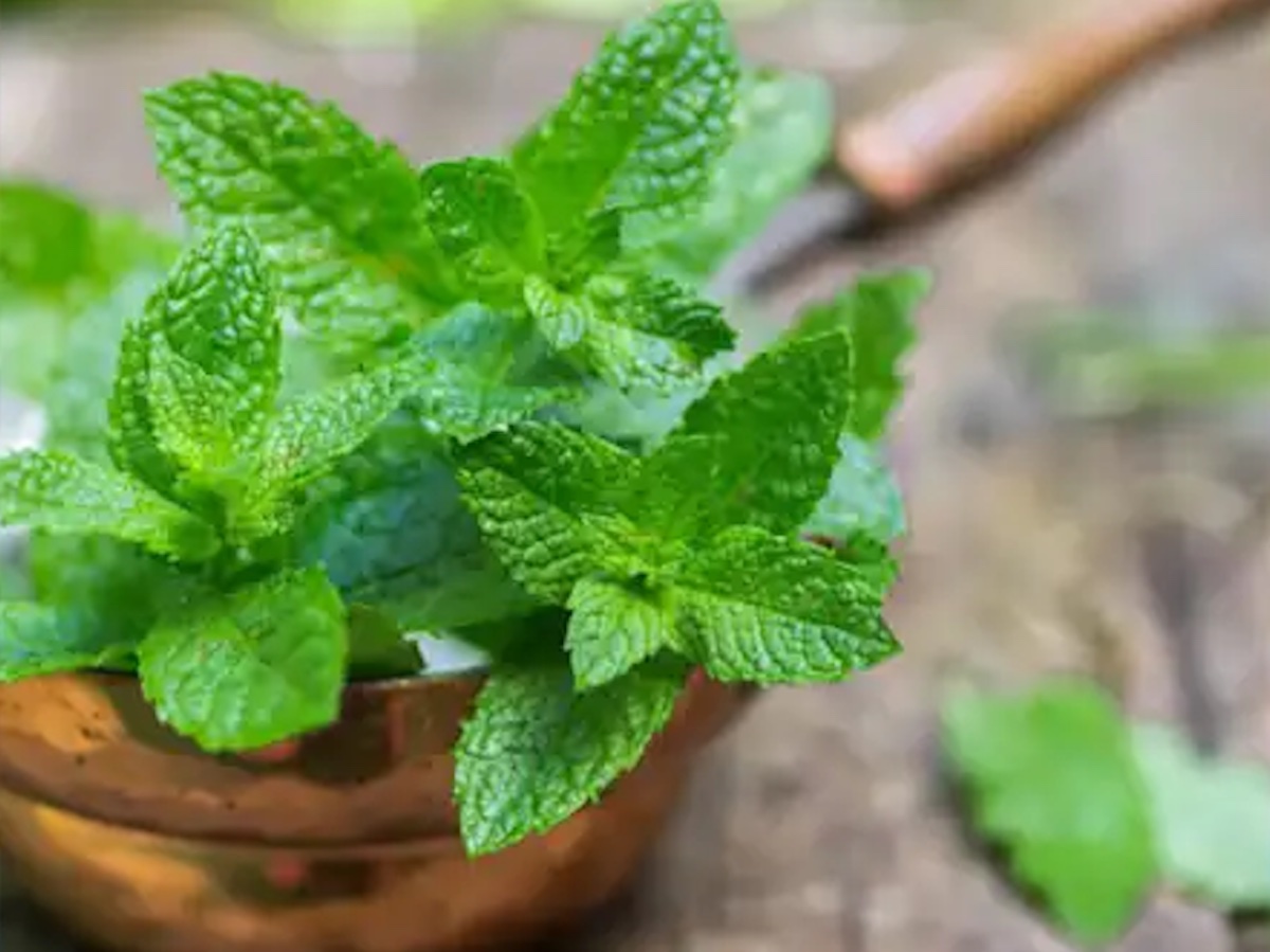  Summer herbs to boost your energy