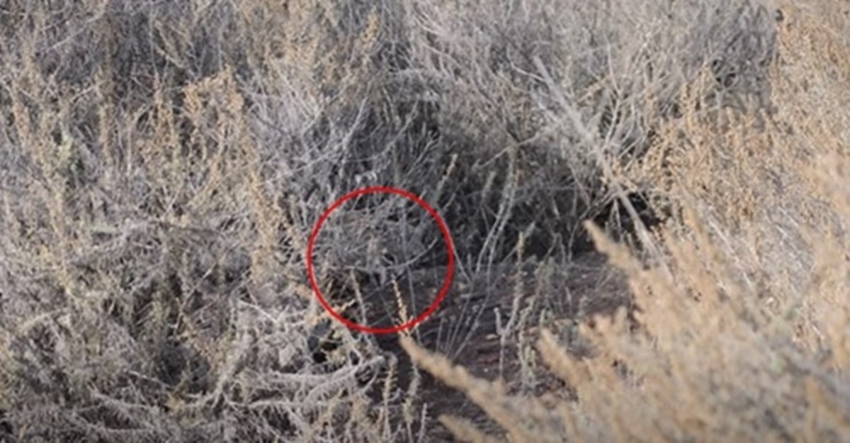 Bushland Cat Vision Test
