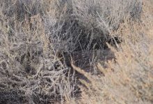 Bushland Cat Vision Test