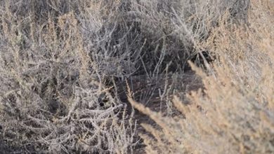 Bushland Cat Vision Test