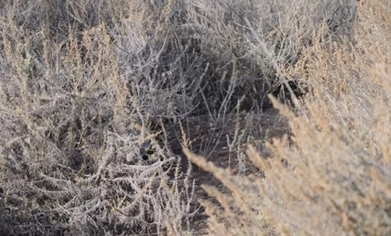 Bushland Cat Vision Test