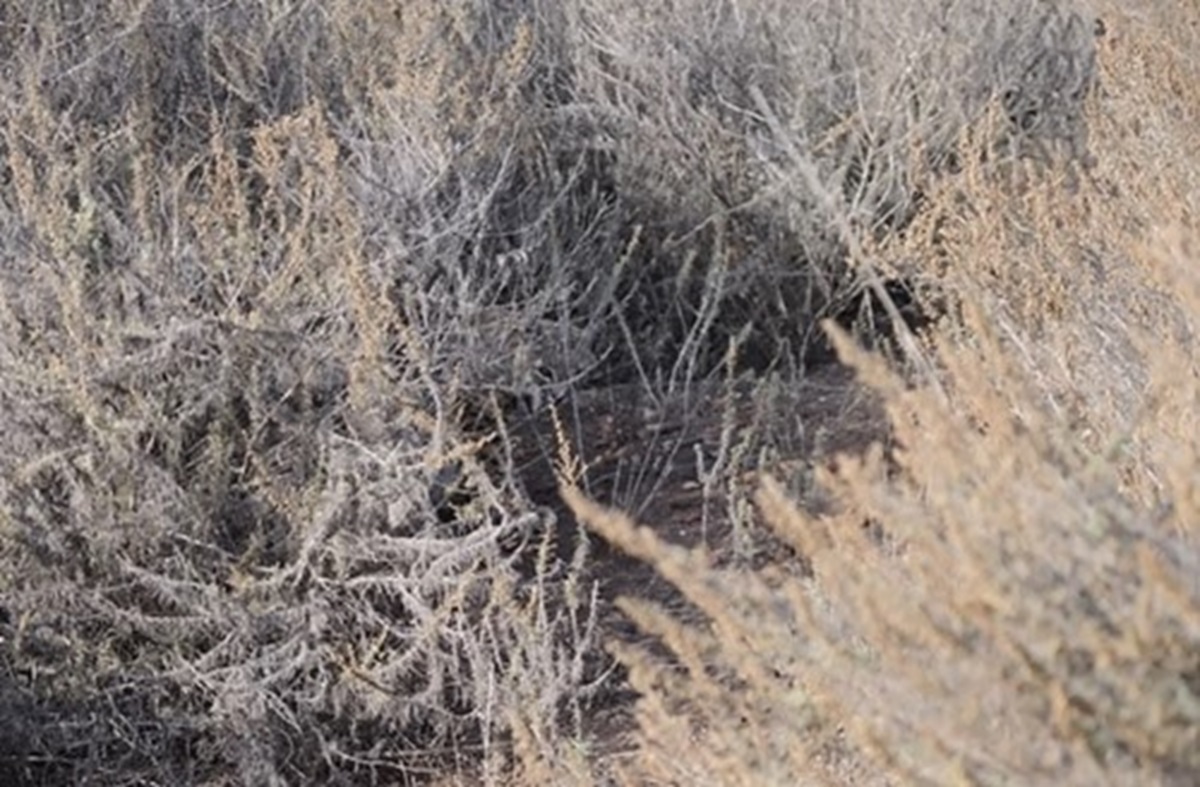 Bushland Cat Vision Test