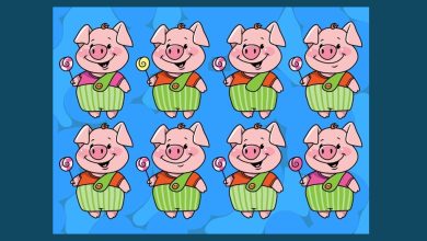 Guinea Pig Matching Test