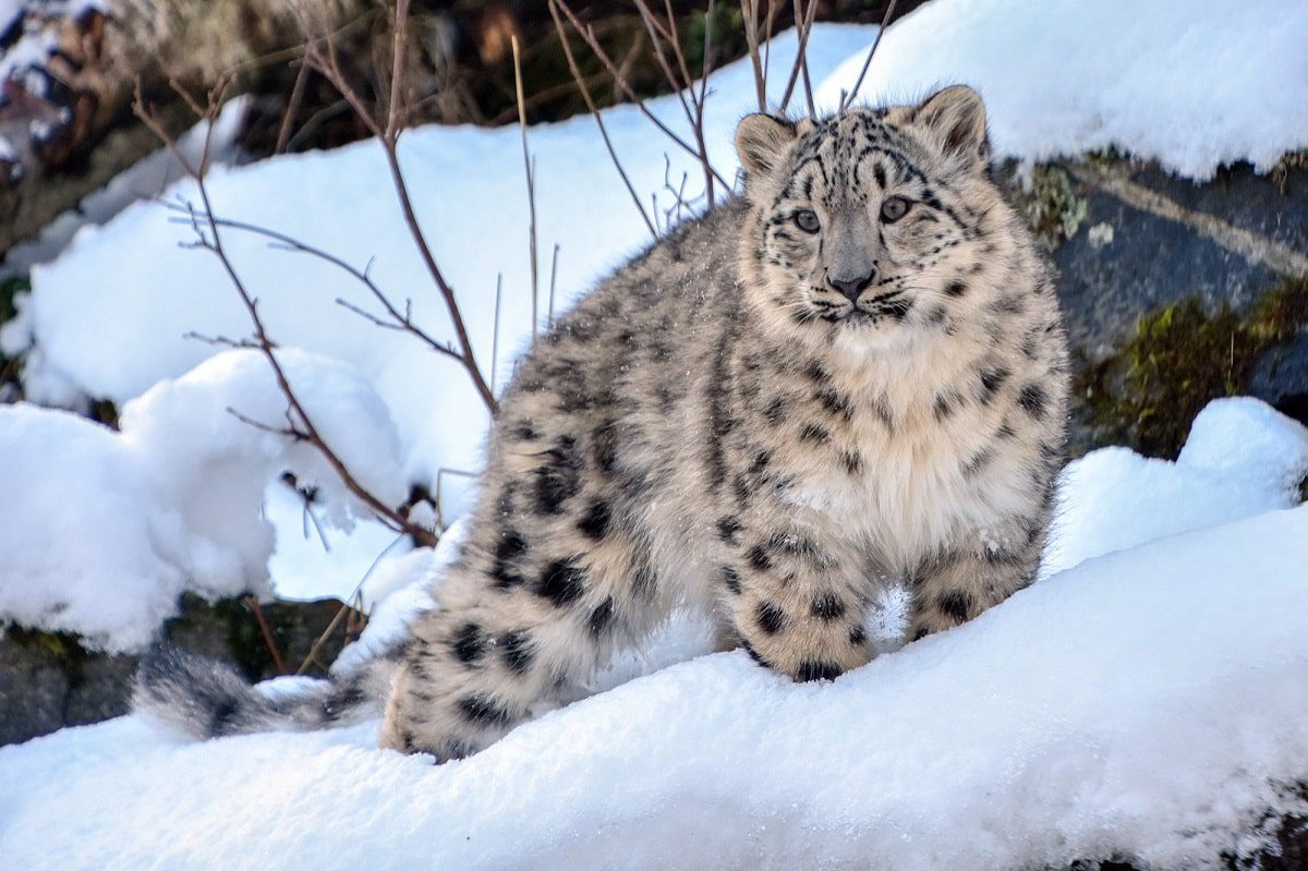 Eyesight Test with Snow Leopards
