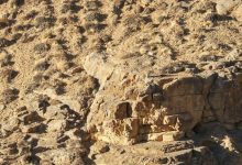 Eyesight Test with Snow Leopards