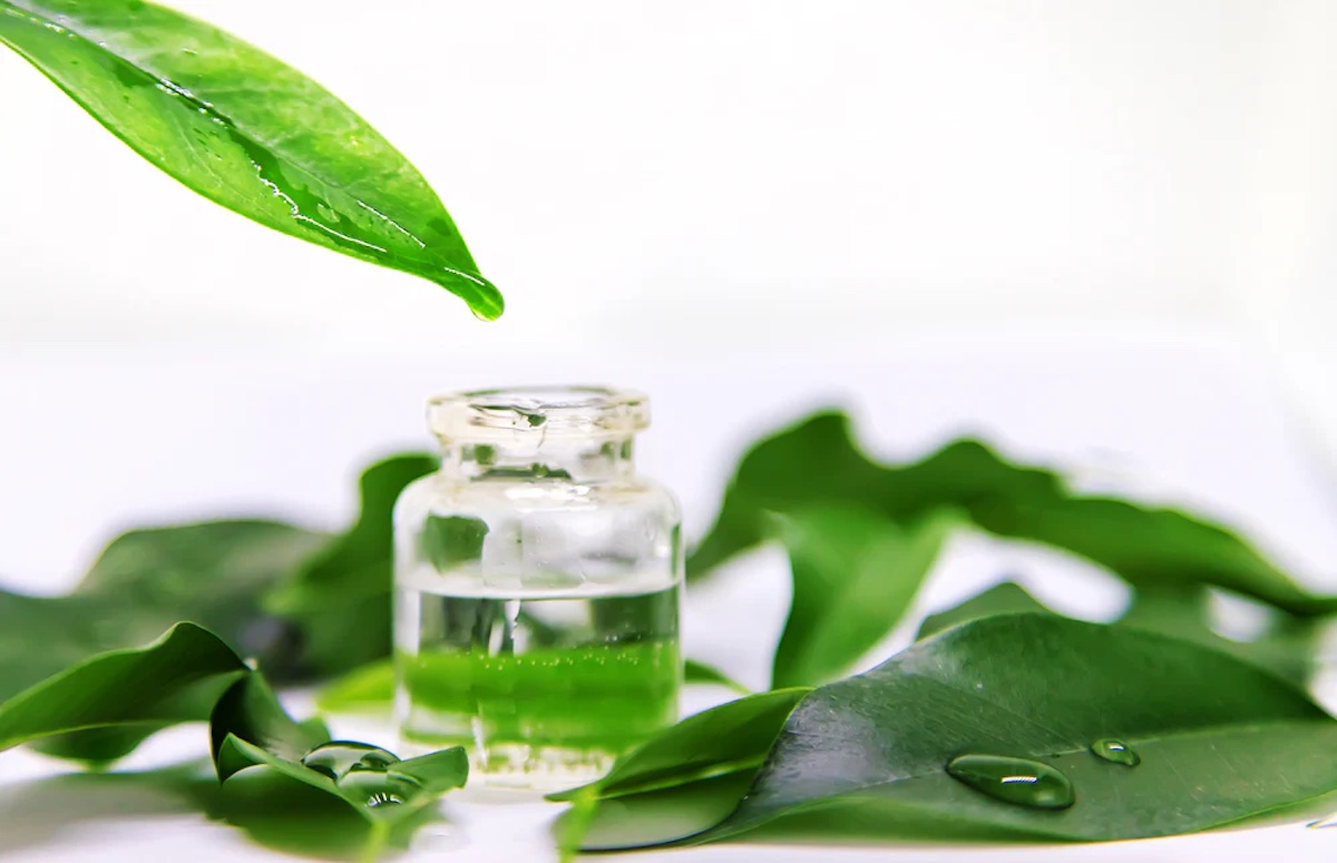 Green Tea for Hair Growth